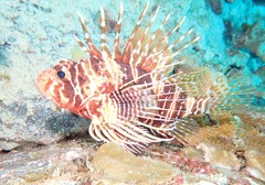Pterois sphex