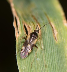 Plagiognathus obscurus