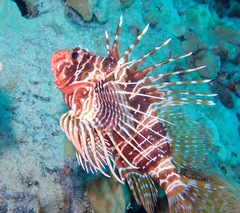 Pterois sphex