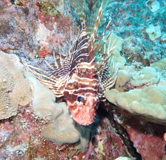 Pterois sphex