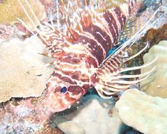 Pterois sphex
