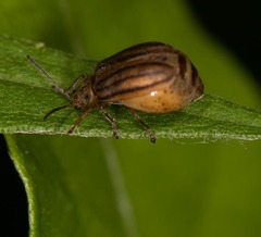 Ophraella conferta