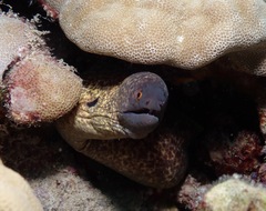 Gymnothorax flavimarginatus