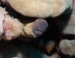 Gymnothorax flavimarginatus