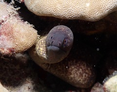 Gymnothorax flavimarginatus