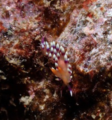 Coryphellina exoptata