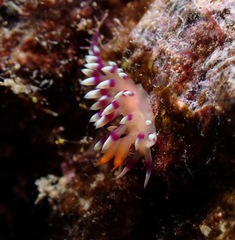 Coryphellina exoptata