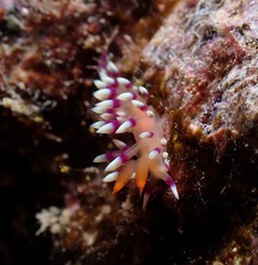 Coryphellina exoptata