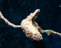 Pteria brunnea