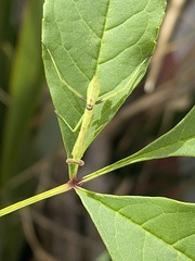 Stagmomantis limbata