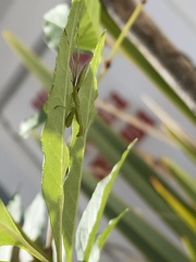 Stagmomantis limbata