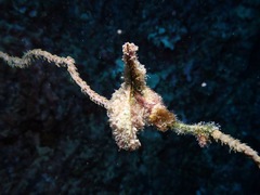 Pteria brunnea