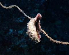 Pteria brunnea