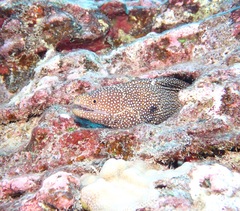 Gymnothorax meleagris