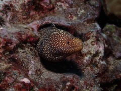 Gymnothorax meleagris