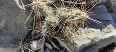 Grusonia bulbispina