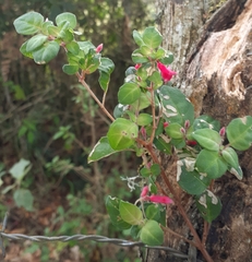Fuchsia