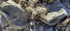 Grusonia bulbispina