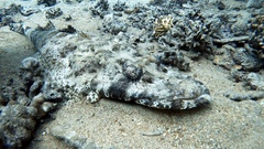 Papilloculiceps longiceps