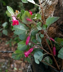 Fuchsia