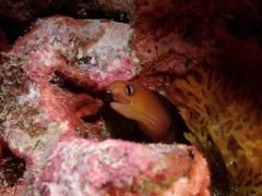 Gymnothorax melatremus