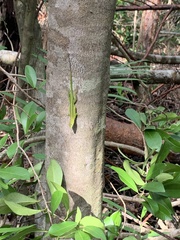 Anolis callainus