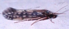 Agraylea multipunctata