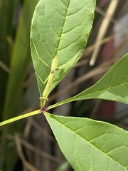 Stagmomantis limbata