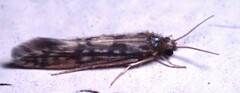 Agraylea multipunctata