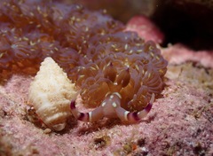 Pteraeolidia semperi