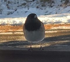 Junco hyemalis
