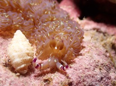 Pteraeolidia semperi