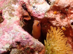Gymnothorax melatremus