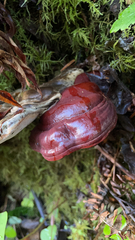 Ganoderma oregonense