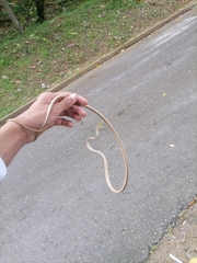 Oxybelis rutherfordi