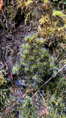 Campylopus introflexus