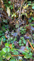 Tiarella trifoliata trifoliata