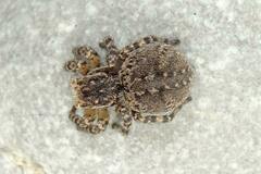 Aelurillus v-insignitus