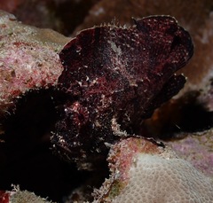 Taenianotus triacanthus