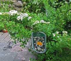 Spiraea nipponica