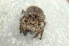 Aelurillus v-insignitus