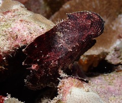 Taenianotus triacanthus