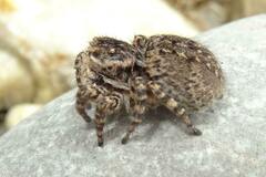 Aelurillus v-insignitus