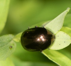 Chrysolina hyperici