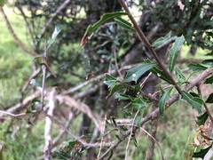 Alectryon diversifolius