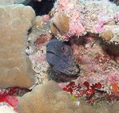 Gymnothorax flavimarginatus