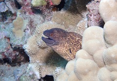 Gymnothorax flavimarginatus