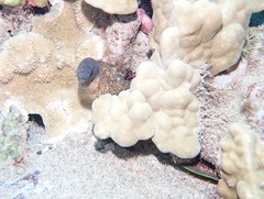 Gymnothorax flavimarginatus