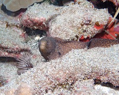 Gymnothorax meleagris