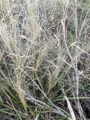 Eragrostis intermedia